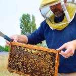 Bruce Eckholm checks on his honey bees Monday at Eckholm farm. Tours and honey samples will be available at the farm as part of Whidbey Island Grown Week, starting Sept. 29. Photo by Laura Guido/Whidbey News-Times