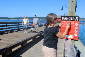 State health officials close Penn Cove to all shellfish harvesting