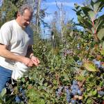 Hal Jackson picks organic blueberries at Hunter&rsquo;s Moon Farm, north of Oak Harbor that ended up in an entree and desserts at Fraser&rsquo;s Gourmet Restaurant. The farm-to-table dishes were part of Whidbey Island Grown Week activities. Photos by Patricia Guthrie/Whidbey News-Times