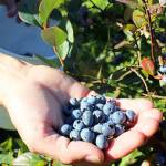 Hunter&rsquo;s Moon Farm blueberries are late-season varieties that may produce through October.