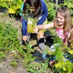From the Left, Camila Aguero, Kaeda Graham and Zoe Rhyne pick fresh carrots from the garden at Crescent Harbor Elementary School. The school held a grand opening for the garden and a new covered play structure on Wednesday afternoon. Photo by Laura Guido/Whidbey News-Times