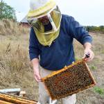 Bruce Eckholm, farmer and bee biologist, checks on a colony at Eckholm Farms, north of Coupeville. He deemed it a &ldquo;decent year&rdquo; for honey production. Photo by Laura Guido/Whidbey News-Times