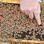 A honey of a summer on ‘Whidbee’ Island