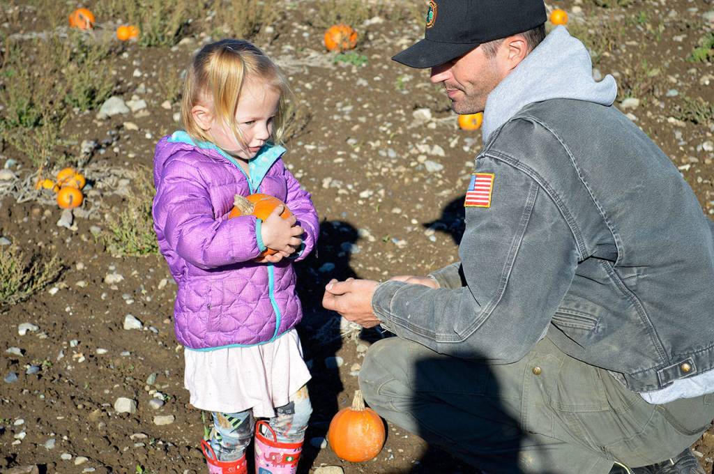 Scotlyn Helm, 2, cradles her new pumpkin with her dad, Jerry Helm, in the pumpkin patch at Sherman&rsquo;s Pioneer Farm Tuesday afternoon. Photo by Laura Guido/Whidbey News-Times