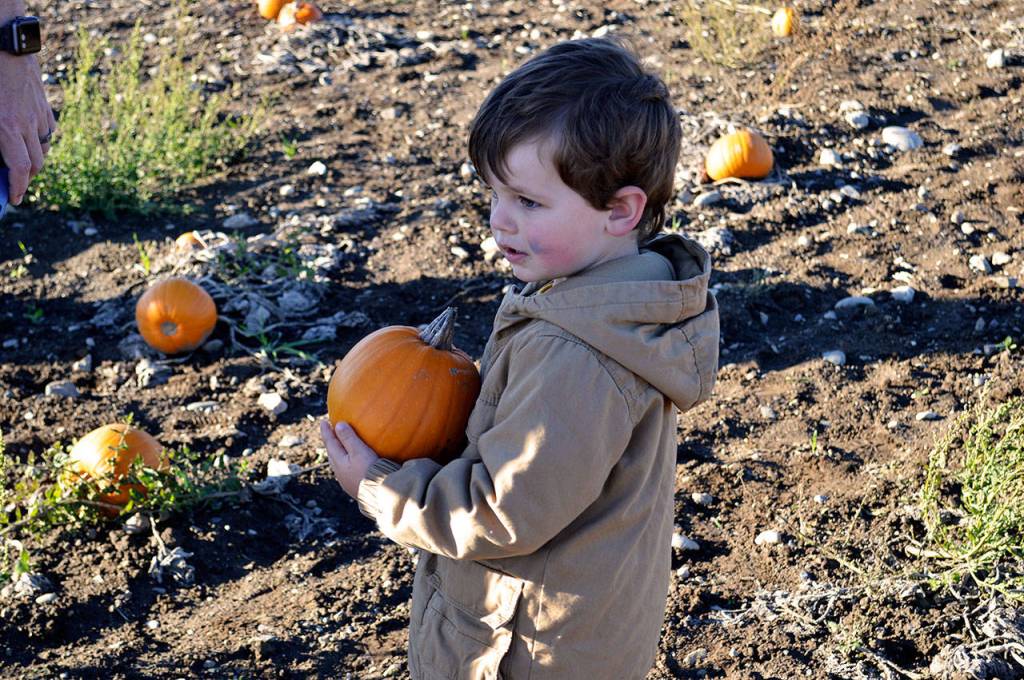Hayden Cooper brings back his pumpkin from the patch at Sherman&rsquo;s Pioneer Farm Wednesday afternoon. Photo by Laura Guido/Whidbey News-Times