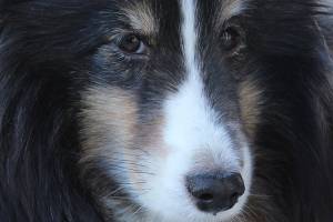 Providing therapy on all fours in Las Vegas