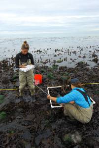Rick Baker photo &mdash; Citizen Stewardship Committee volunteers Emily Cain (left) and Jamie Liljegren (right) measure kelp. The Smith and Minor Islands Aquatic Reserve has the largest kelp forest in the state.