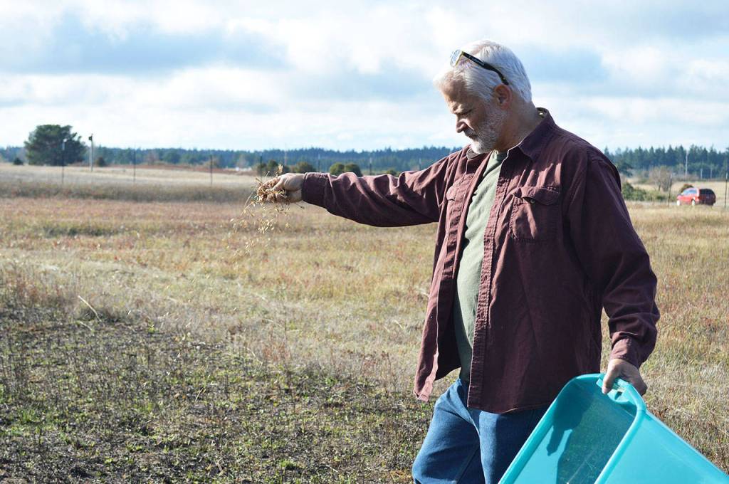 Robert Pelant, founder and CEO of Pacific Rim Insitute, spreads seeds on native plants on prairie land. As part of the organizations restoration efforts, they oversaw a controlled burn of the land in early September to clear out invasive plants and make way for native ones. Photo by Laura Guido/Whidbey News-Times