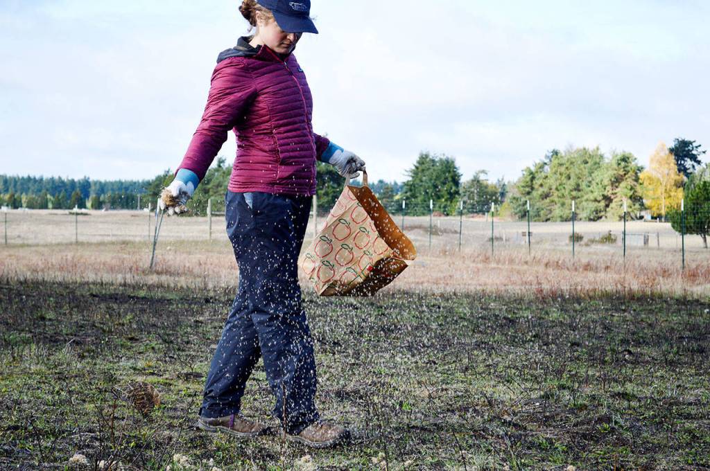 Sylvi Thorstenson, ecology technician at the Pacific Rim Institute, spreads native plant seeds over prairie land that was burned in early September. The burn was part of an effort to restore the prairie, which is endangered in Washington state. Photo by Laura Guido/Whidbey News-Times