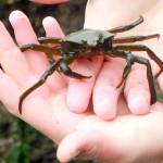 Island Unseen: Beach combing at Bowman Bay