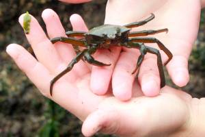 Island Unseen: Beach combing at Bowman Bay