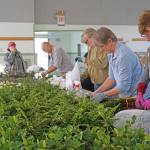 The Native Bare Root Plant Sale is the biggest annual event for Whidbey Island Conservation District. More than 40 volunteers gather over the course three days to prepare thousands of plants ordered by hundreds of local residents. Photo provided