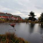 Geese, sea birds and herons regularly visit Greenbank Farms pond and wetlands. It also has gardens, trails, a bird watching platform and a large off-lease dog park.