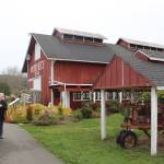 Once a dairy farm and then the nations largest loganberry farm, Greenbank Farm has grown into a popular destination for tourists and locals looking for a place to run their dog, take in panoramic views and get a dash of culture and taste of wine, cheese and pie.