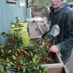Henderson Holly Farm, north of Oak Harbor, has been making wreaths, swags, centerpieces since 1980. Owner Rob Henderson sorts through some holly stems that will be sold in bunches. Photos by Patricia Guthrie/Whidbey News-Times