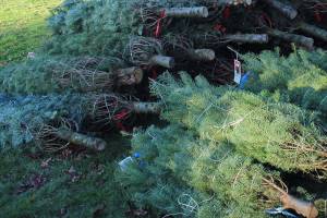 Island feels Christmas tree crunch