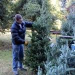 Isaiah Rawls, part of family-owned Knot in Thyme, re-arranges trees for sale at the store and holly farm north of Oak Harbor.