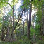 Island Unseen: Lab Girl, The Lorax, The Hidden Life of Trees and Me