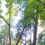 Island Unseen: Lab Girl, The Lorax, The Hidden Life of Trees and Me