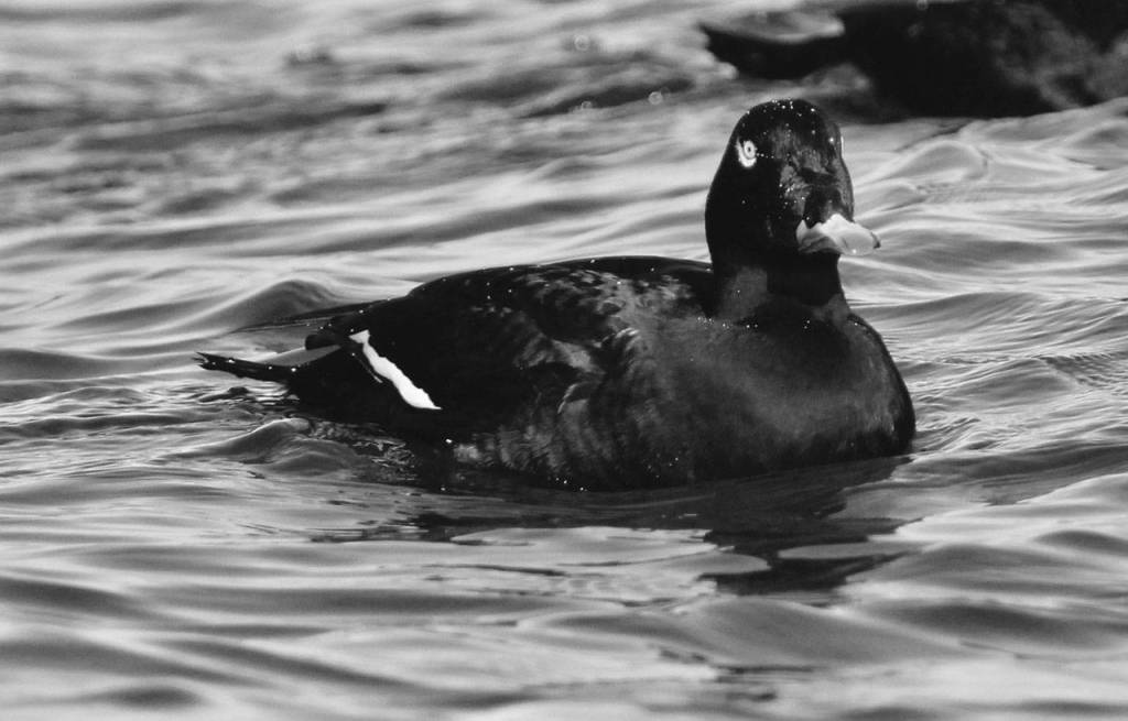 White-winged scoter, a diving duck that breeds in the Arctic and winters in Puget Sound.                                Photo provided by Govinda Rosling