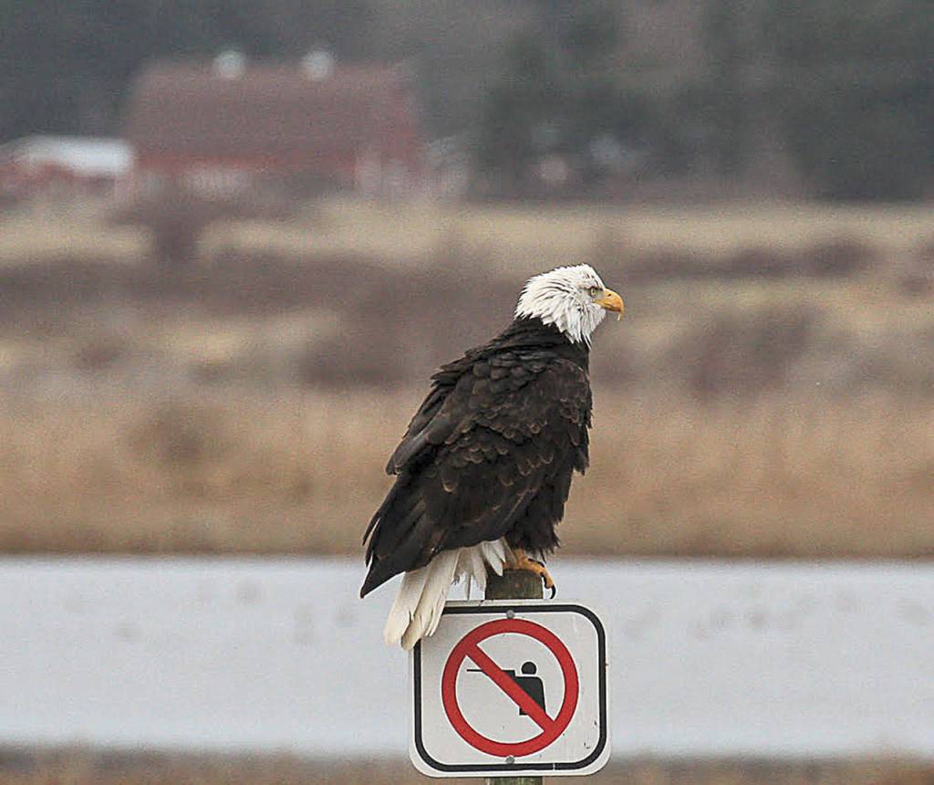 Bald eagle spotted during the 2014 Christmas Bird Count at Crockett Lake. Photo provided by Jill Hein
