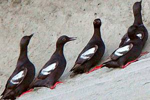 Binoculars, birds and keeping tabs on habitat