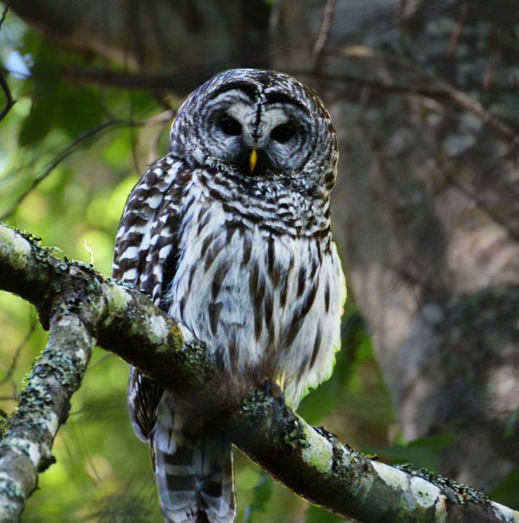 A barred owl perched on a tree at a Coupeville home. Photo provided by Martha Ellis