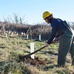 Paolo Rosen, from the Washington Conservation Corps, spreads out mulch around a newly planted shrub near Crockett Lake. The Whidbey Camano Land Trust worked hired the group to help with planting over 1700 shrubs and small trees to control invasive species and improve wildlife habitat. Photo by Laura Guido/Whidbey News-Times