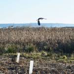 A heron flies over the newly planted shrubs and trees around Crockett Lake. The plants should help control the growth of invasive species and improve the habitat for birds and other wildlife. Photo by Laura Guido/Whidbey News-Times