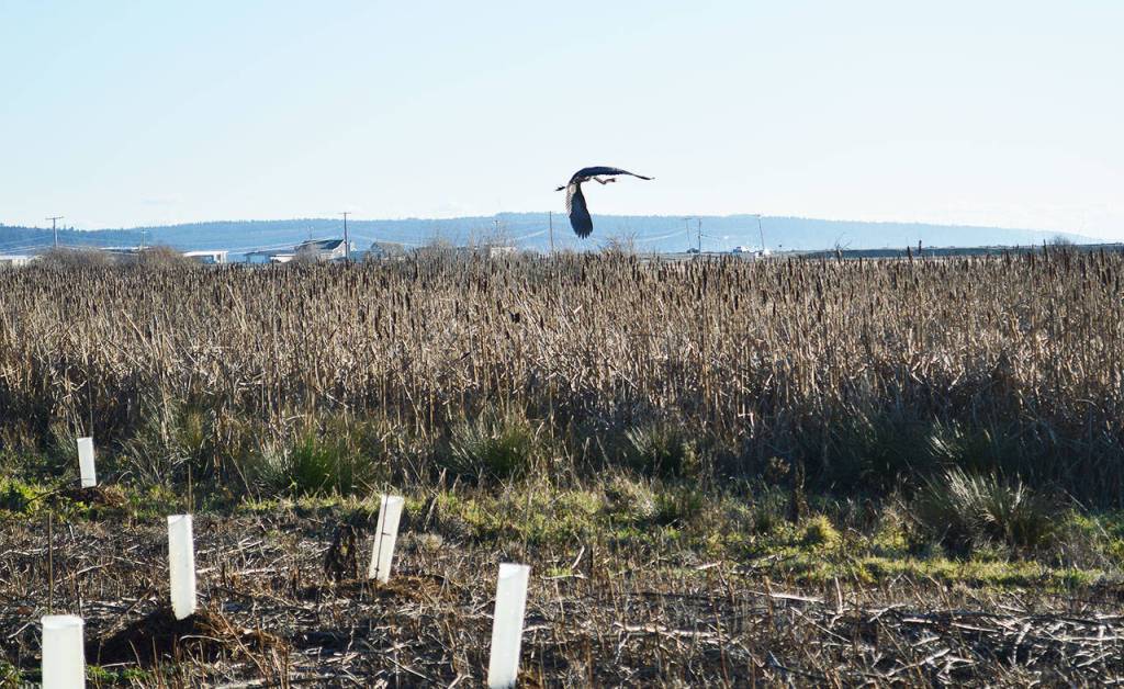 A heron flies over the newly planted shrubs and trees around Crockett Lake. The plants should help control the growth of invasive species and improve the habitat for birds and other wildlife. Photo by Laura Guido/Whidbey News-Times