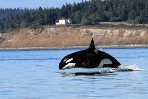 Whale experts encouraged by uptick in winter sightings