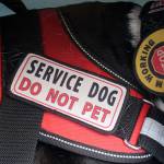 No matter how many signs are placed on Tommy, a mobility service dog, warning not to pet him, talk to him or distract him, people still do, says Renee Le Verrier. She needs him focused on walking with her and keeping her upright.