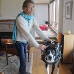 In the past few years, Great Danes started being trained as service dogs to help people with mobility issues. Here Renee Le Verrier has Tommy walk into his harness. He helps steady her and get up from low places. Photo by Patricia Guthrie/Whidbey News-Times