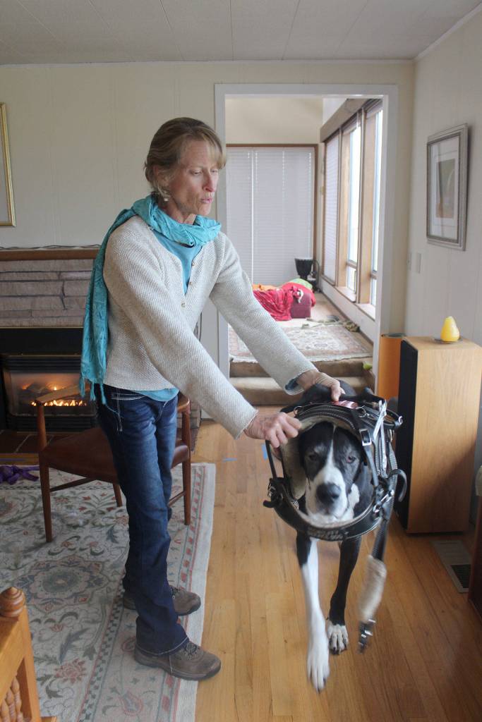In the past few years, Great Danes started being trained as service dogs to help people with mobility issues. Here Renee Le Verrier has Tommy walk into his harness. He helps steady her and get up from low places. Photo by Patricia Guthrie/Whidbey News-Times