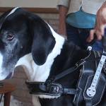 Balancing life with a ‘Great Dane cane’