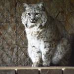 Laura Guido / Whidbey News Group  Lussmyers other big cat, Bob the 6-year-old bobcat, lives in a 20-foot-by-40-foot outdoor cage.