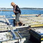 Chris Britton, part of the Penn Cove Shellfish harvesting crew, balances between planks while pulling in a 50 pounds of chain and mussels. Photo by Laura Guido/Whidbey News-Times