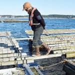 MusselFest harvests tastes and tourism