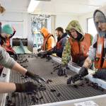 It takes many hands of quality control workers aboard the company harvesting boat of Penn Cove Shellfish to check for cracks, barnacles, defects and stringy beards. Photo by Laura Guido/Whidbey News-Times