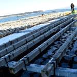 Penn Cove Shellfish worker Chris Britton pulls in chains of mussels grown on rafts in Penn Cove. Photo by Laura Guido/Whidbey News-Times
