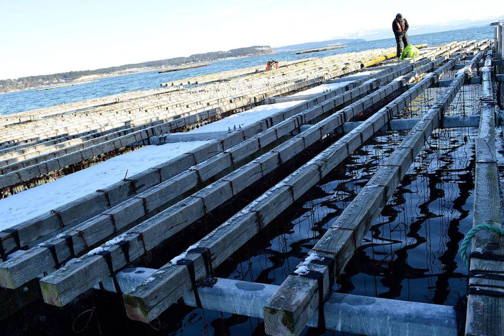 Penn Cove Shellfish worker Chris Britton pulls in chains of mussels grown on rafts in Penn Cove. Photo by Laura Guido/Whidbey News-Times