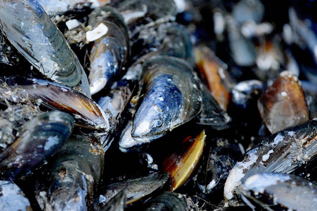 Mussels from Penn Cove are known for their blue sheen, sweet, clean taste and hefty size. Photo by Laura Guido/Whidbey News-Times