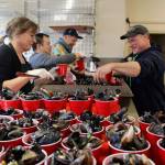 Laura and Rawl Jefferds of Penn Cove Shellfish help fill cups for the mussel-eating contest at the Coupeville Rec Hall. Photos by Patricia Guthrie/Whidbey News-Times