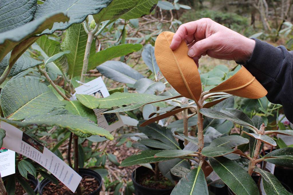 Some rhododendrons possess a velvety underside on the leaves that act as a moisture collector.