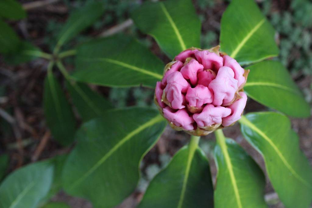 Rhodies native to Washington are pink and generally bloom late March through June. They are also fragrant to attract pollinators. This one at Meerkerk could be among the first to burst.                                Rhodies native to Washington are pink and generally bloom late March through June. They are also fragrant to attract pollinators. This one at Meerkerk could be among the first to burst.