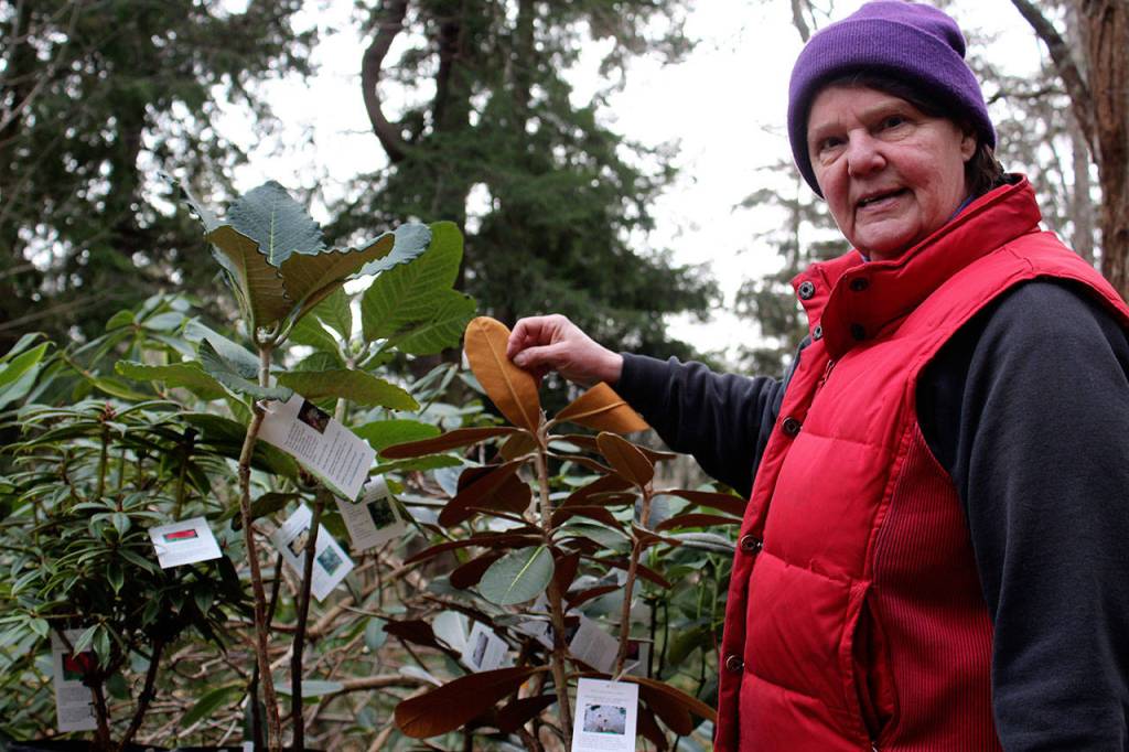 Susie Reynolds, nursery manager, tends to hundreds of different species of rhododendrons and companion plants at Meerkerk Gardens.