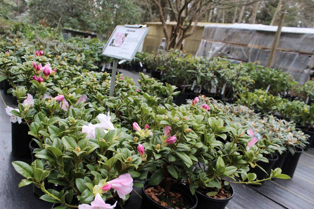 Just a sampling of Meerkerk Garden plants available for sale March 17 through June.