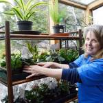 Jackie Bartsch arranges plant displays at her new business, Rain Shadow Nursery, which opens in Coupeville on Saturday. Photo by Megan Hansen/Whidbey News-Times