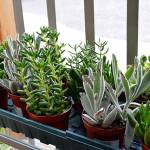 New nursery in Coupeville blooming with energy