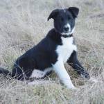 Juniper, 3 months old, is almost as new to the sheep business as his owner Elijah Iles. Photo by Laura Guido/Whidbey News Group